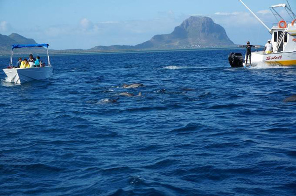 春节特惠 | 开着快艇追海豚，去毛里求斯过一个清新暖冬！